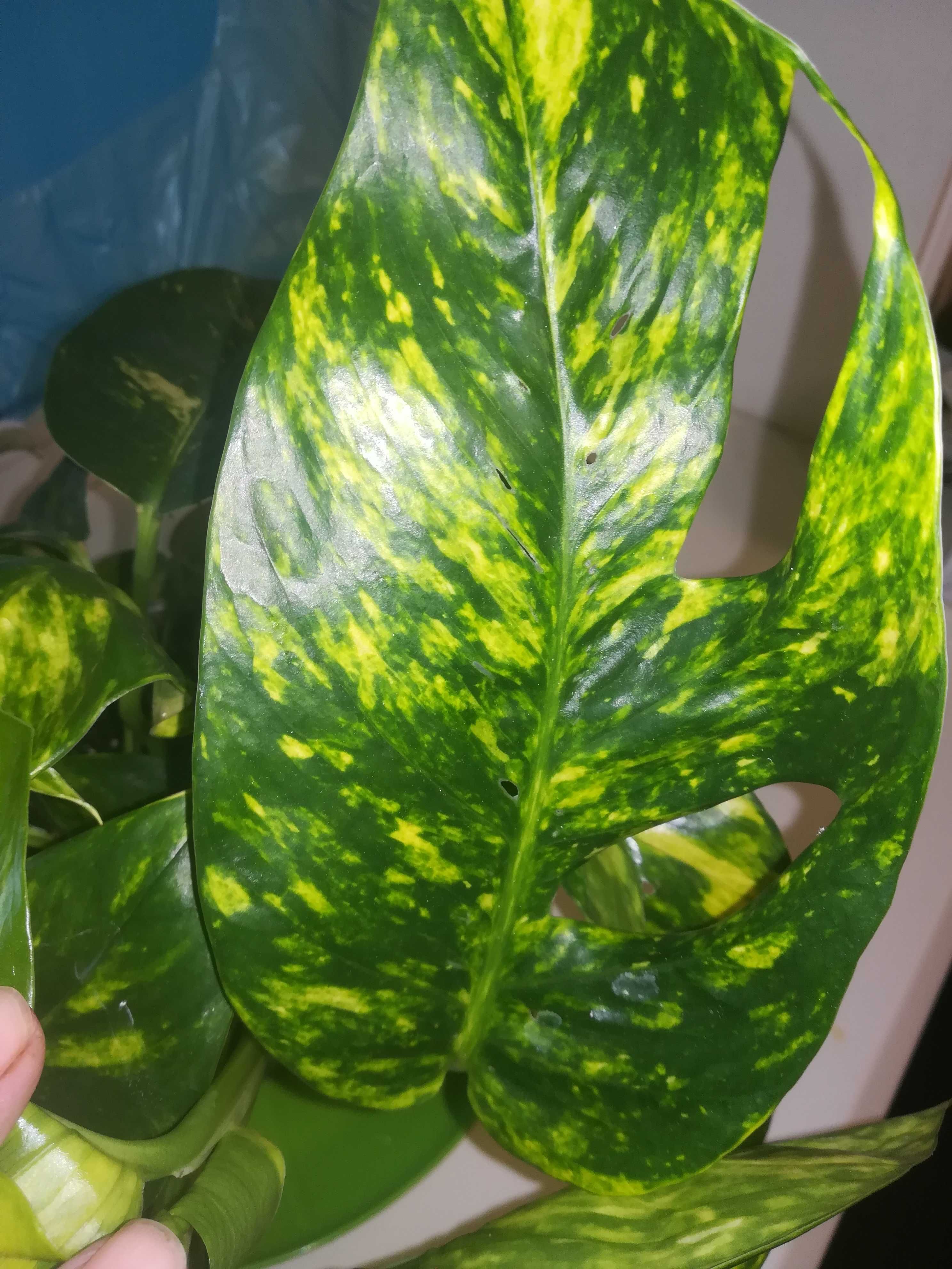 Эпипремнум . Epipremnum pinnatum Yellow  Flame . Голдфингер.