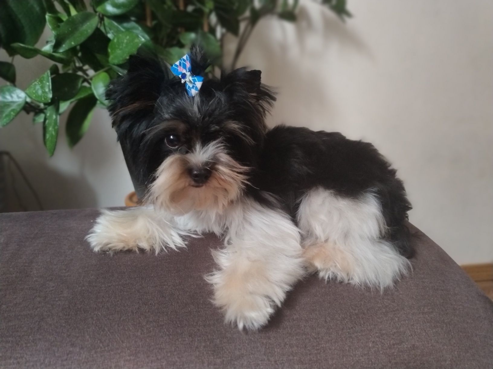 Reproduktor Yorkshire terrier biewer