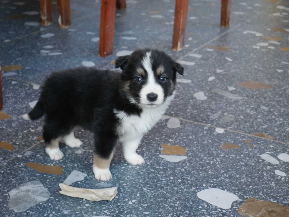 Border Collie chłopak