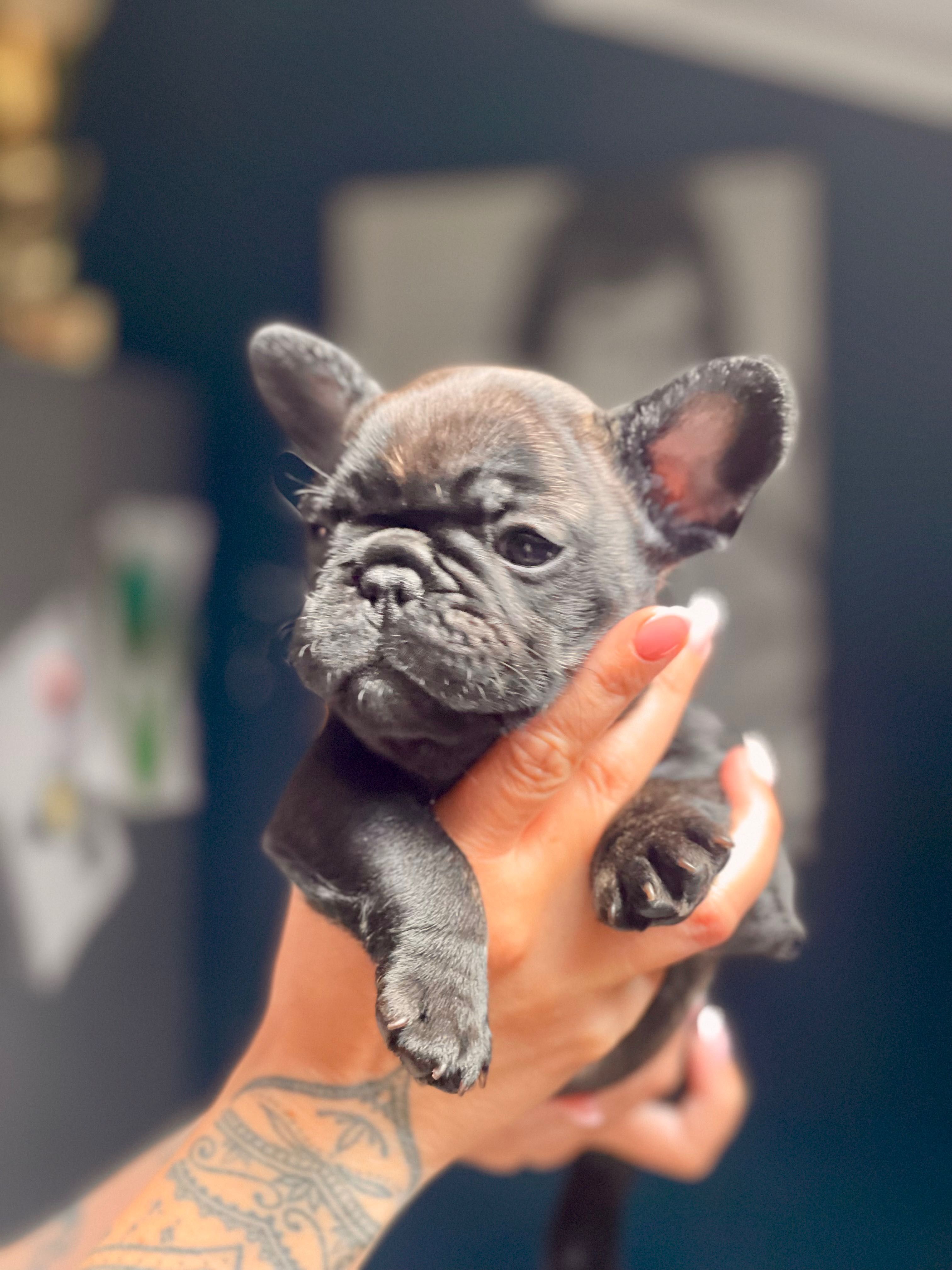 Buldog francuski