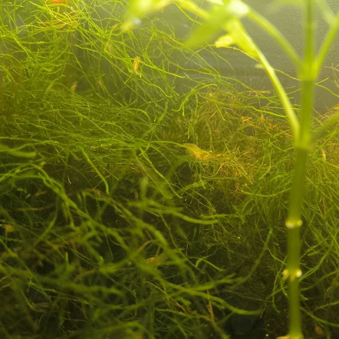 (PROMOÇÃO) Camarões Neocaridina Wild