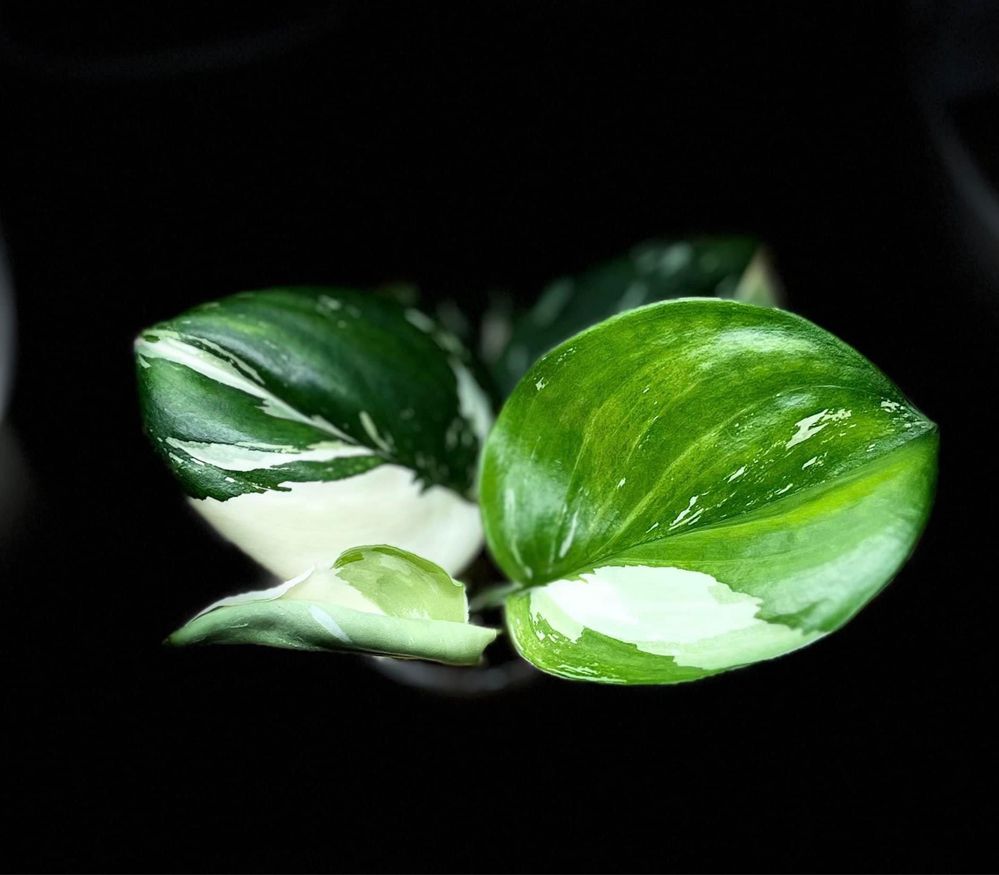 Scindapsus Treubii Moonlight Variegata