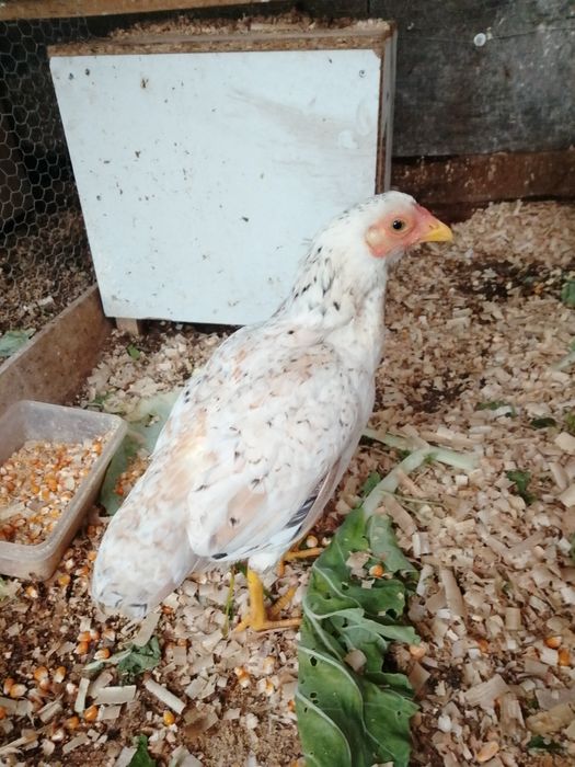 Kochamo fêmea disponível