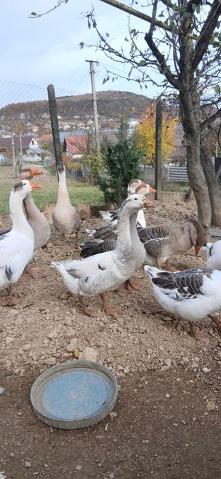 Гуси домашні, молодняк