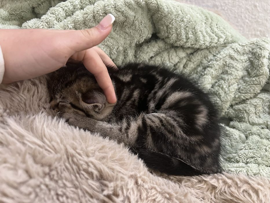 Двоє кошенят (прямовухі) :)