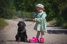 Цуценята лабрадора ретривера