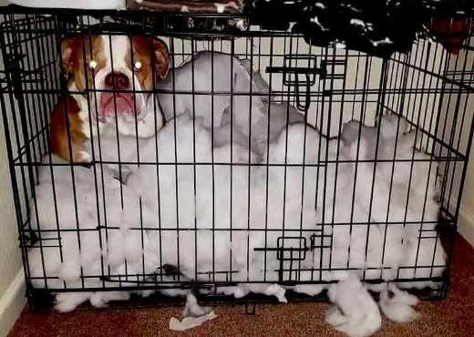 Клетка клітка S,M,L,XL, XXL переноска для щенков собак кошки птиц