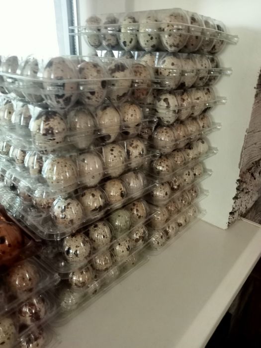 Свіжі домашні перепелині яйця