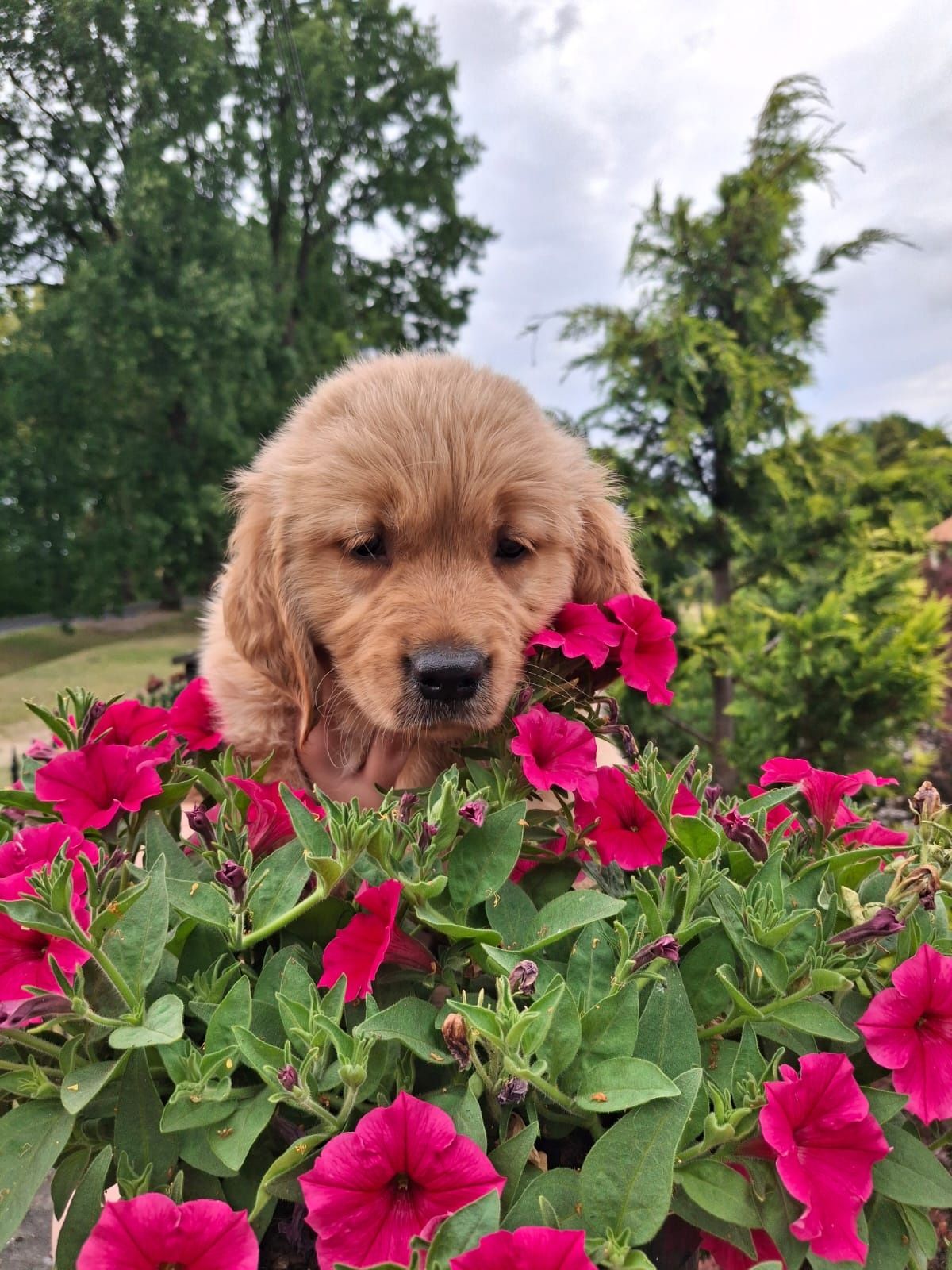 GOLDEN retriever z rodowodem