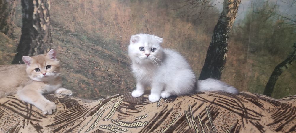 Шотландські плюшеві кошенята