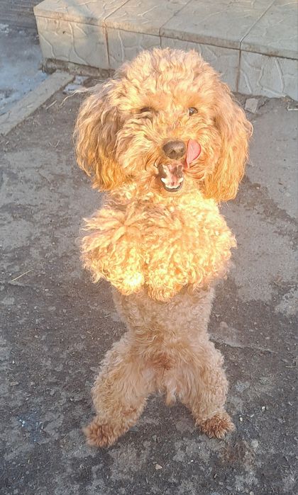 Мальчик пуделя  вязка