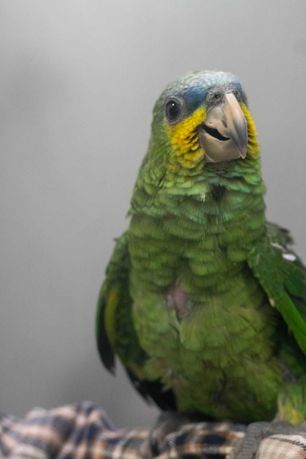 Папуга Амазон Венесуельський - малюки ручні пташенята
