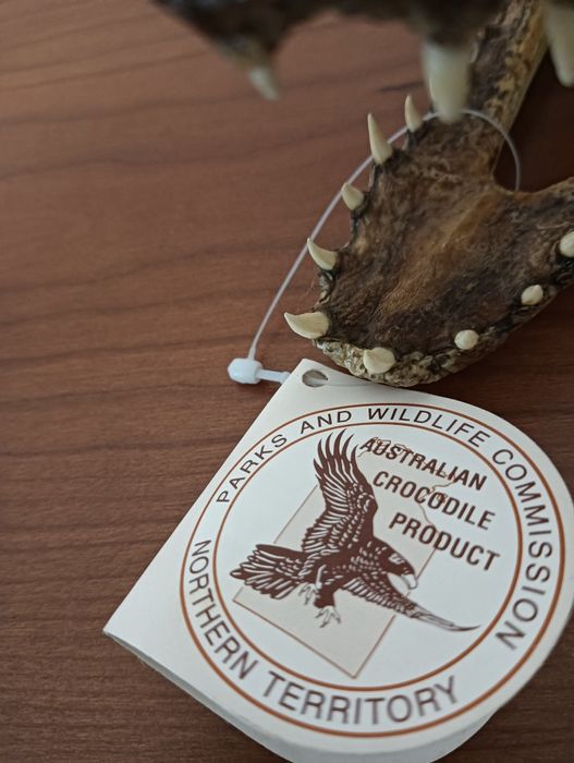 Decoração de cabeça de crocodilo para colecionar ou usar como peça dec