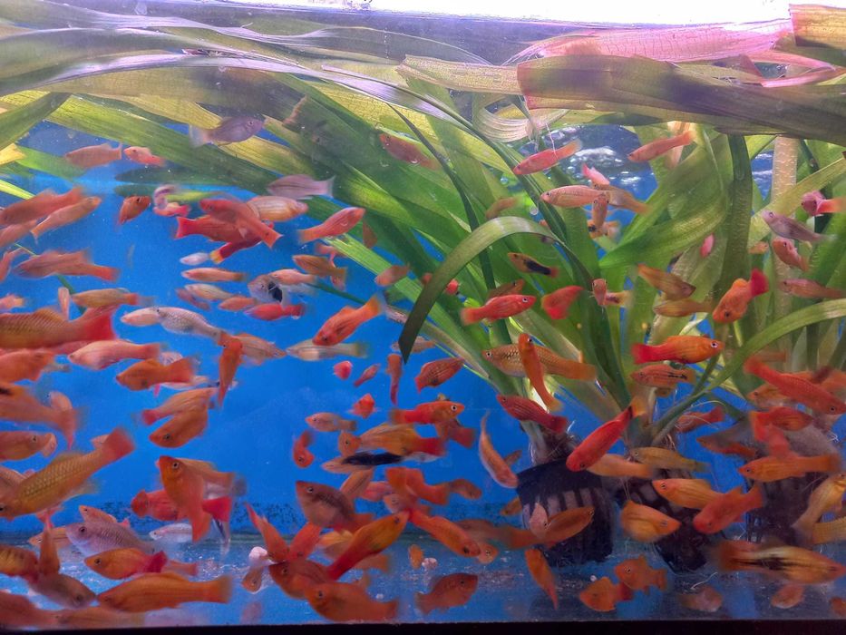 Planta de aquário em vaso XXL - Vallisneria gigantea