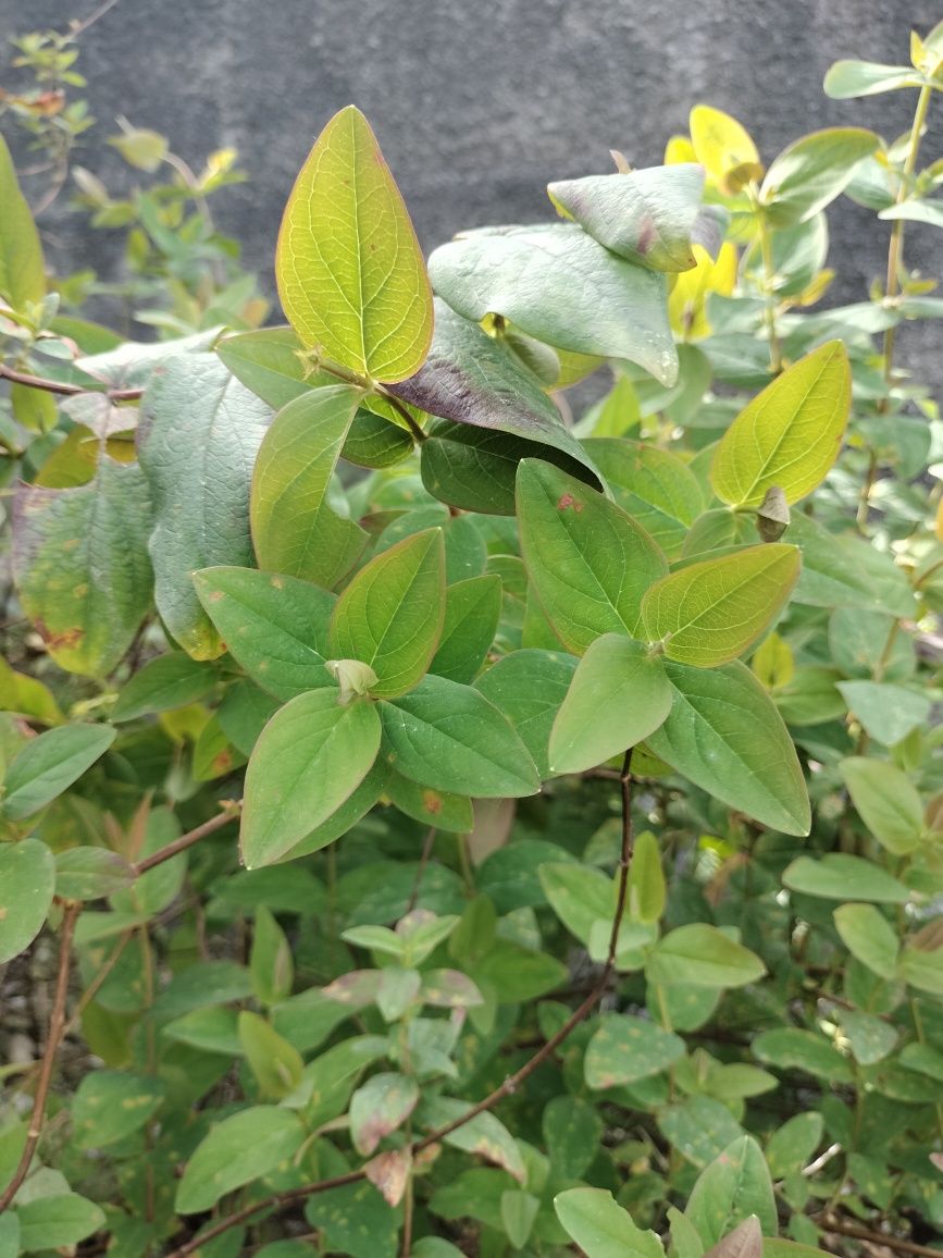 Folhas secas de aromáticas Bio