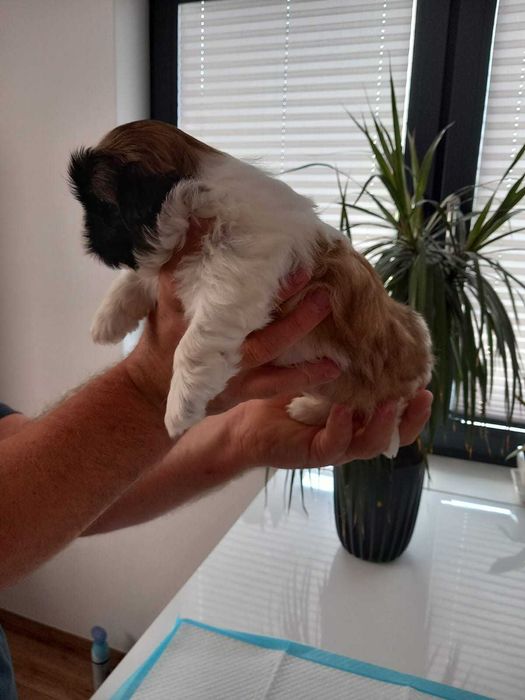 Sprzedam śliczną suczkę Shih tzu