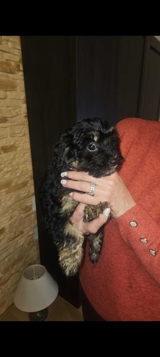 Hawańczyk, Pudel Toy szczeniaki