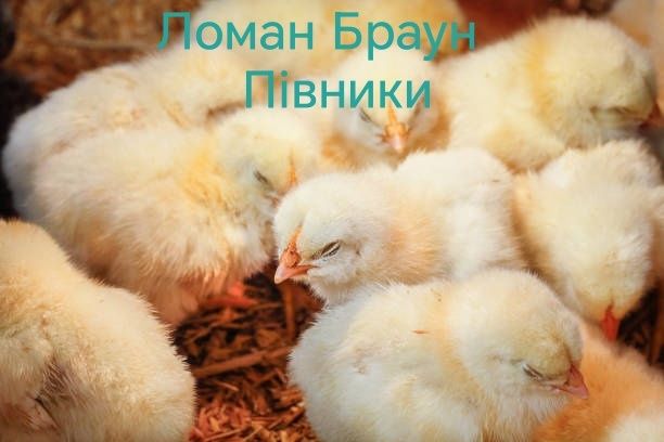 Курчата Циплята Курча Птиця Несушки Кури Півники Когути Півні ДОБОВІ