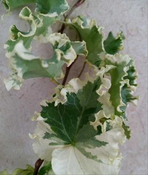 Плющ Балерина, дуже рідкісний сорт.