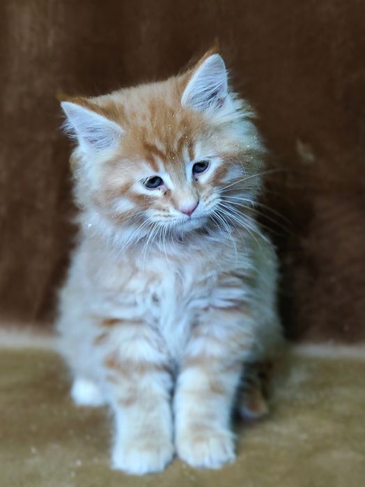 Ласковые мейнкунчики