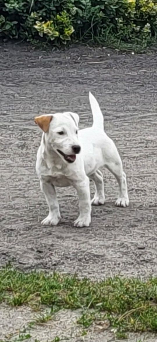 Jack Russel Terrier Suczka!