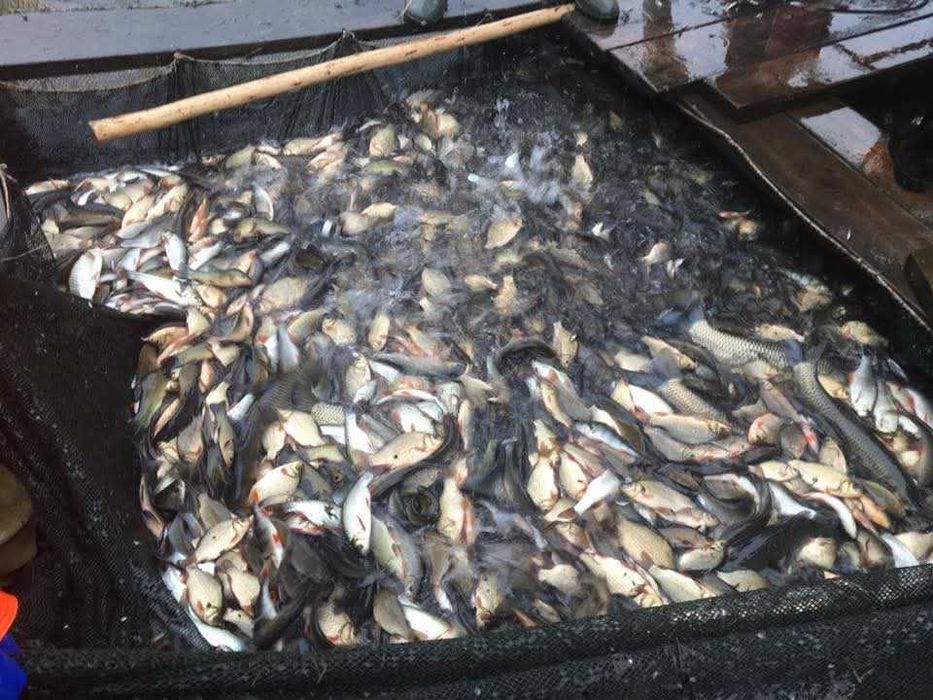 Narybek Jesiotr albinos Rosyjskie syberyjski Karp Lin Karaś koi Amur