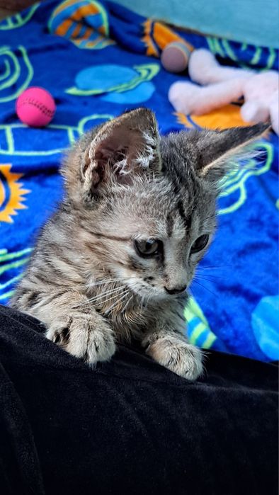 Красиві малюкі до 3х міс ручні