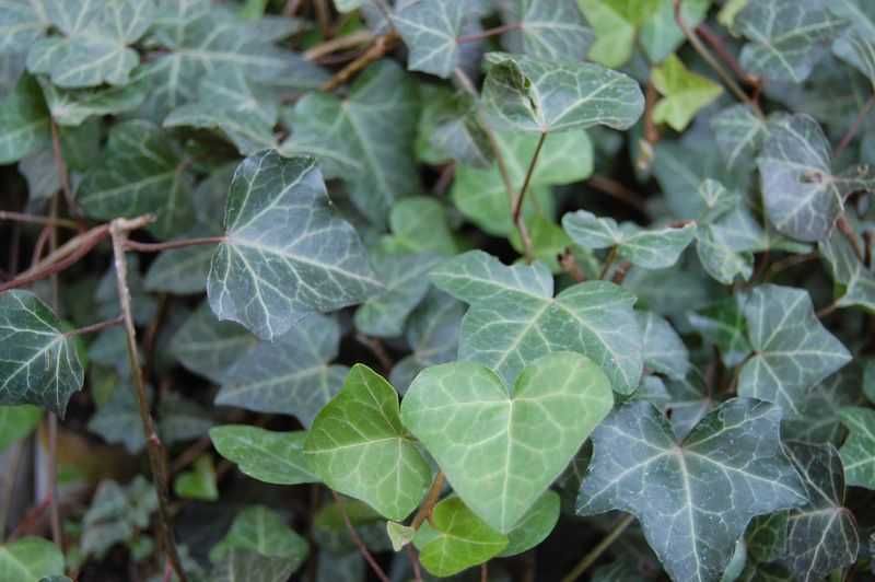 Bluszcz Pospolity - Hedera Helix 15-20cm