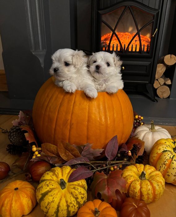 Maltańczyk Bez wad genetycznych