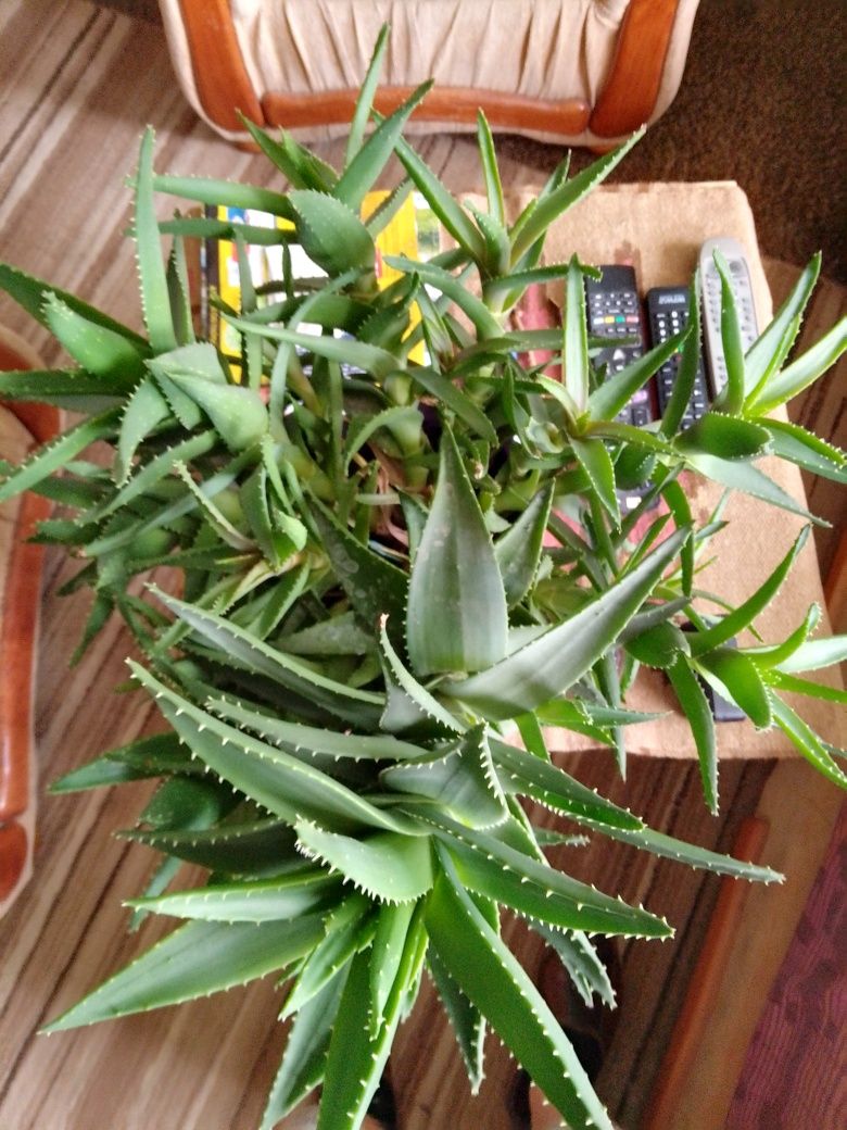 Aloes roślina doniczkowa 80zl