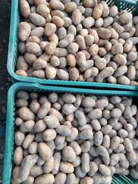 Ziemniaki irys pierwszy rok możliwość wysyłki