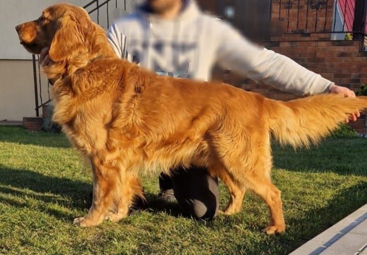 Golden Retriever  suczka