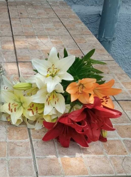 Лилии. Лілії для саду і яскравої клумби