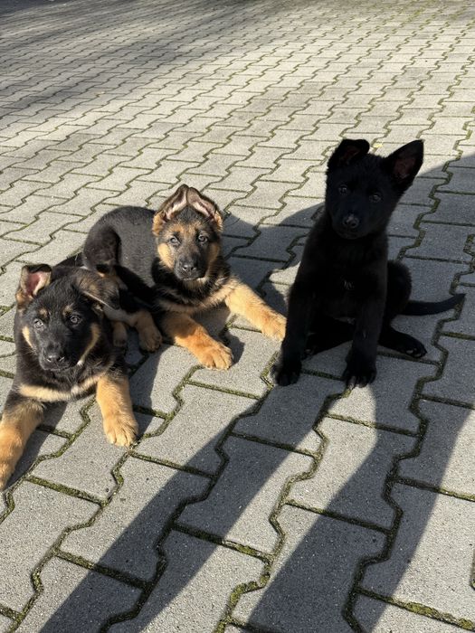 Szczeniak owczarka niemieckiego