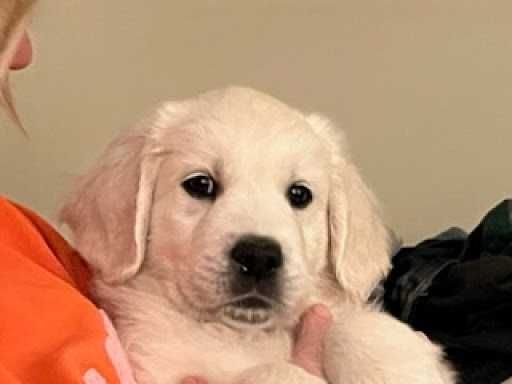 golden retriever