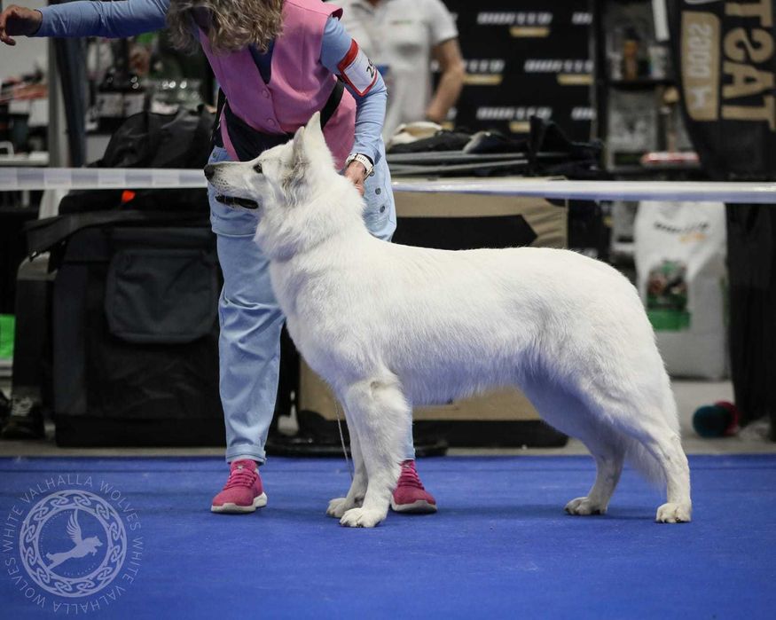 Biały owczarek szwajcarski  suczka od szkoleniowca!