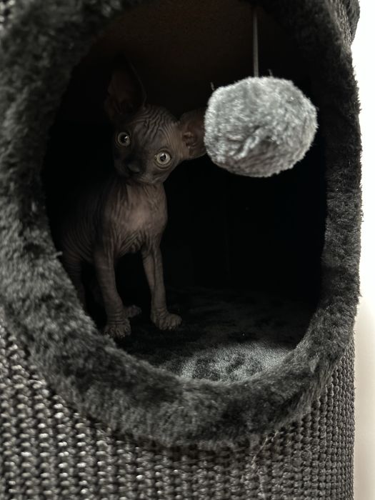 ELSA kotka sfinks kanadyjski czarny