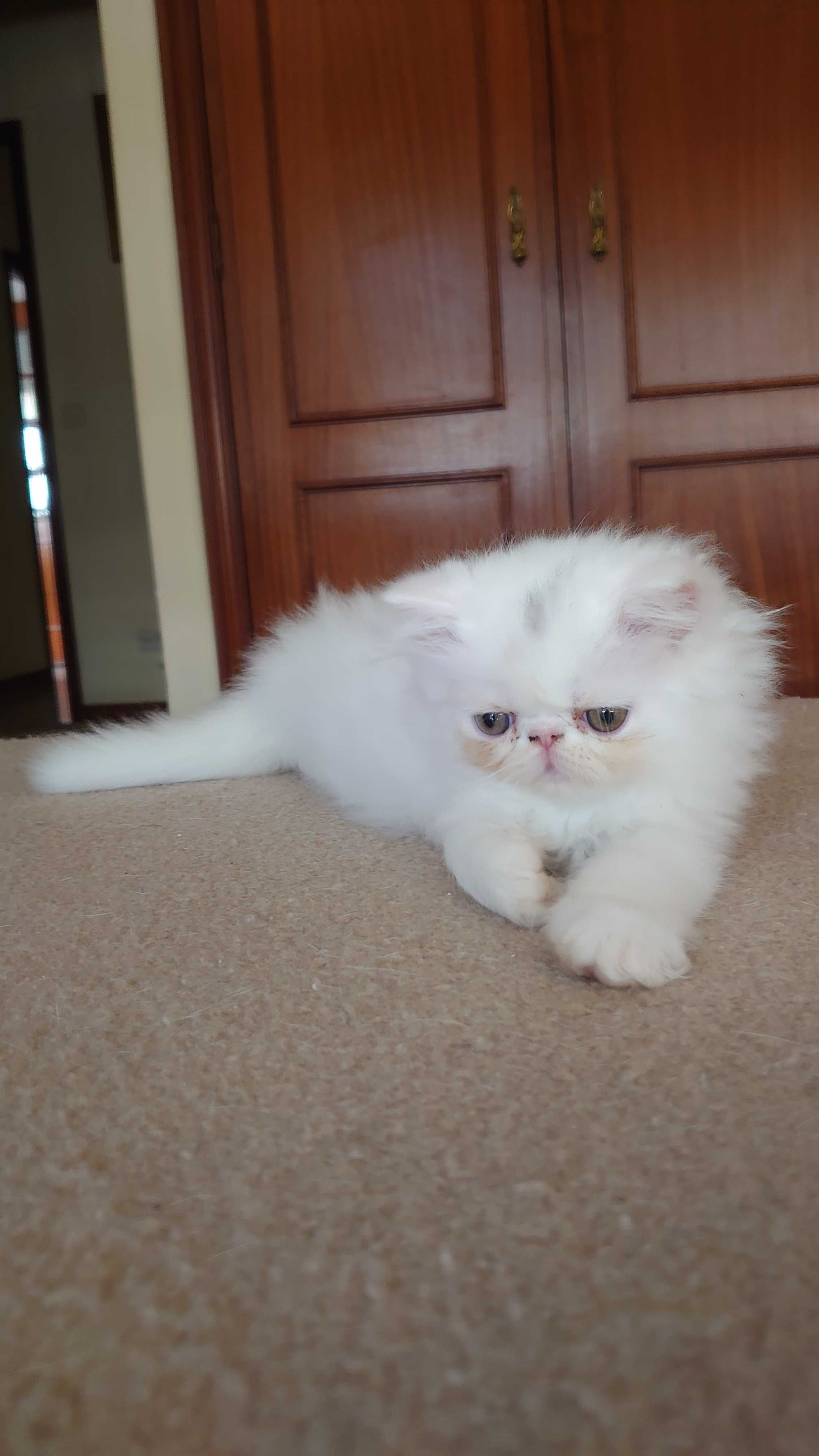 Gatinho Persa Branco