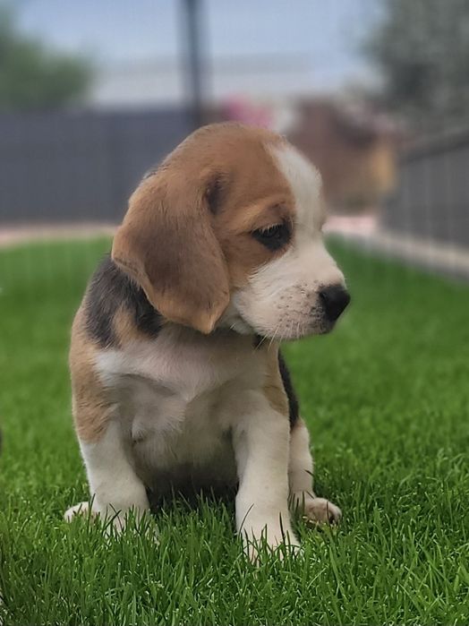 Beagle Psi Przyjaciel