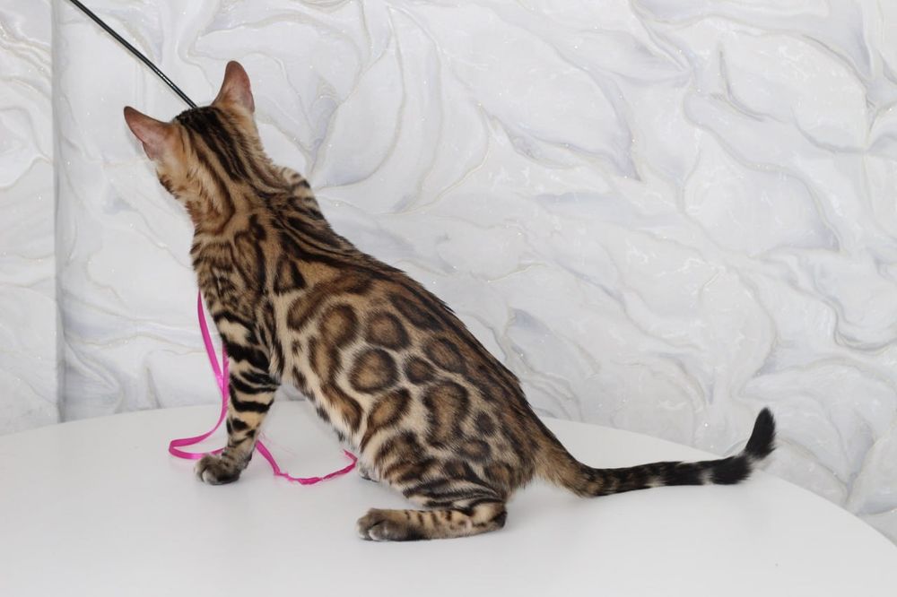 Бенгальський котик