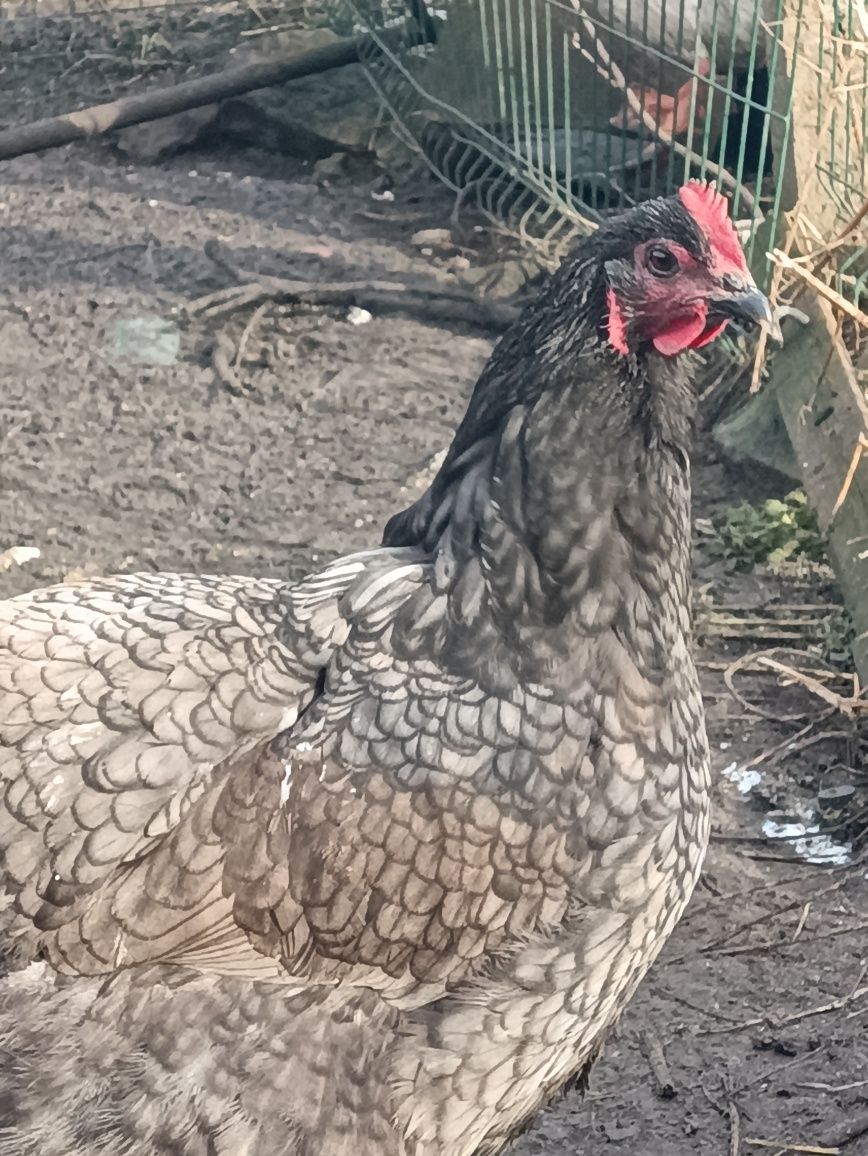 Australorp  jajka legowe