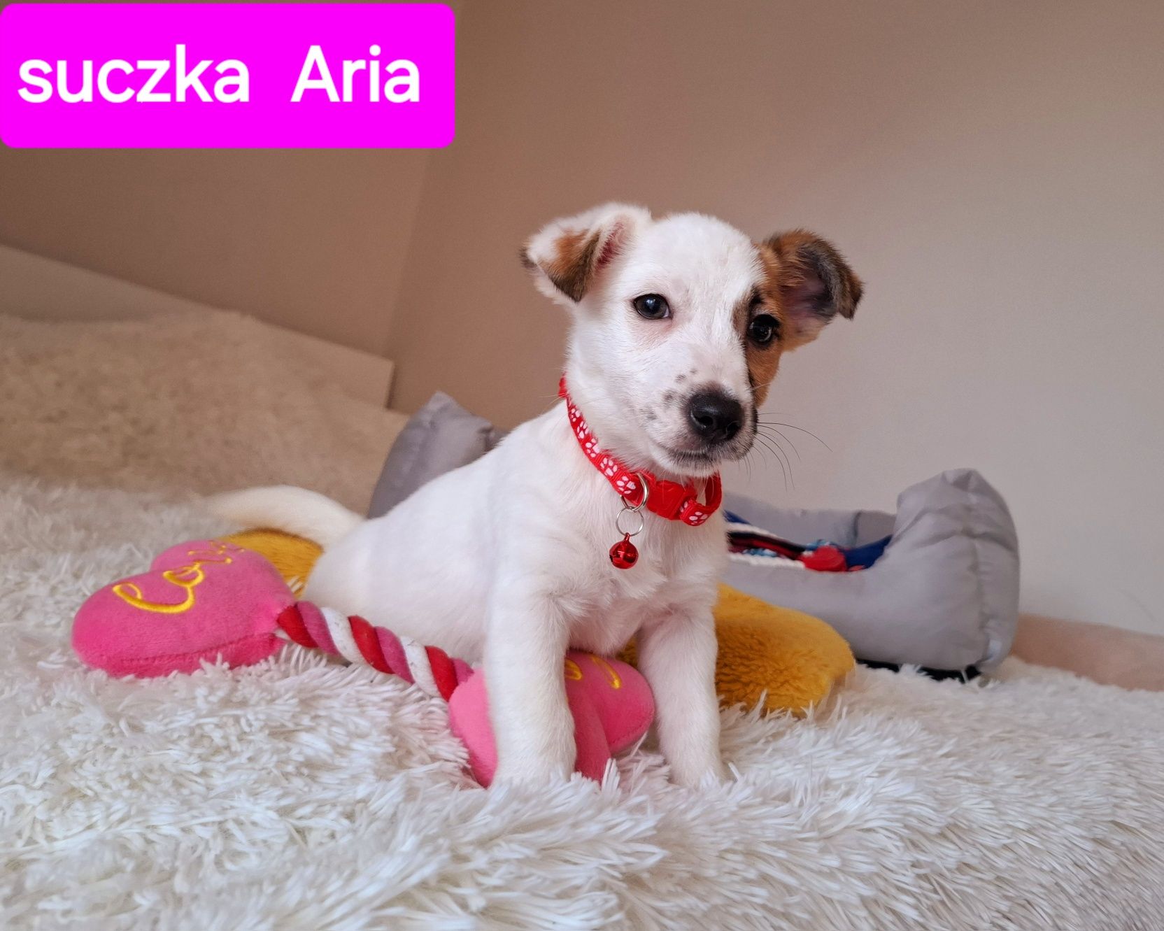 Słodka Aria !!! JRT już do odbioru RODZICE WHODOWLI
