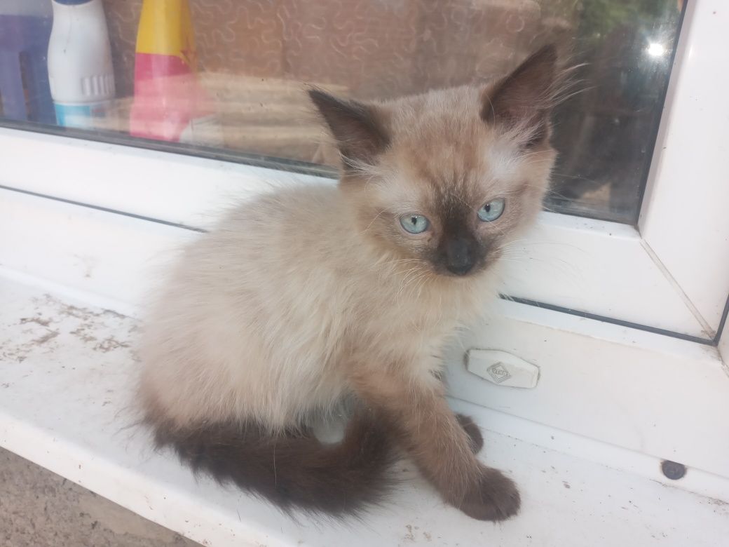 Продам сіамських котиків