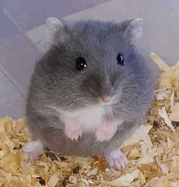 Маленькие ручные джунгарские хомяки черный сапфир. Центр