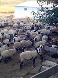 Романовские бараны ярки овцы романівські вівці барани