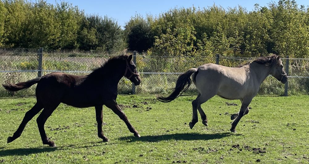 Klacz konik polski w parze z ogierkiem