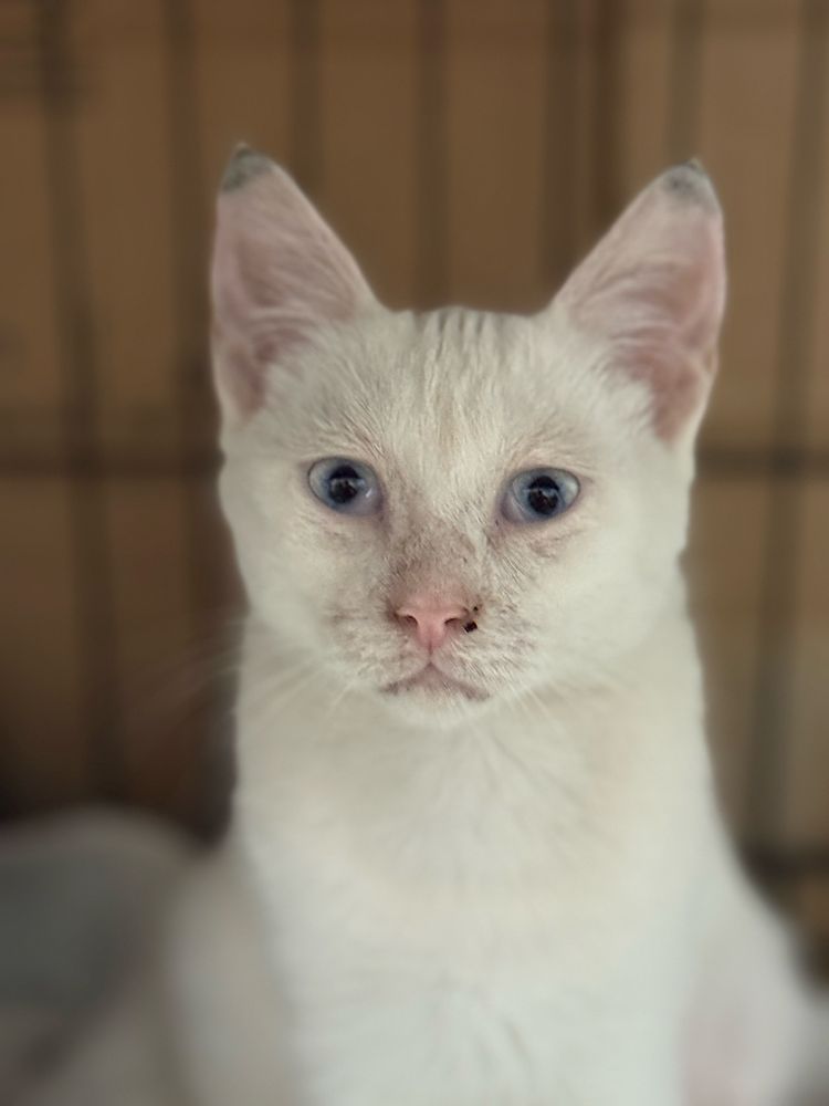 Gatinho 3 meses meigo e brincalhão