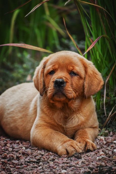 Лабрадор ексклюзив