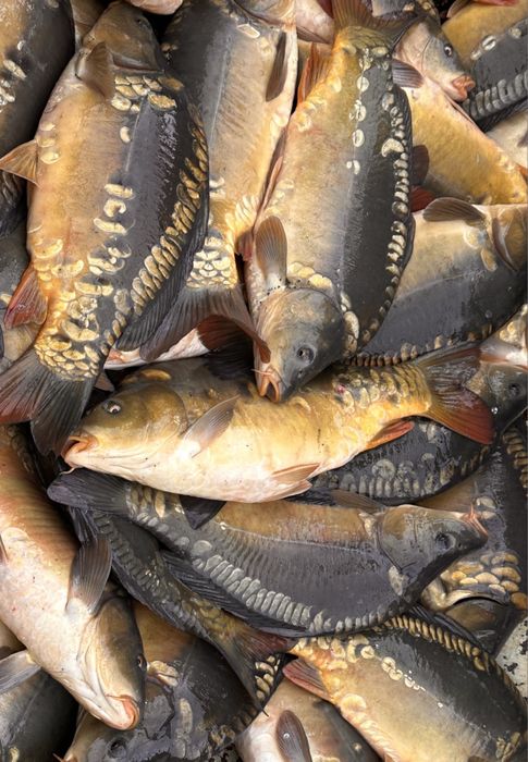 Karp handlowy, 1.6-2.3 kg