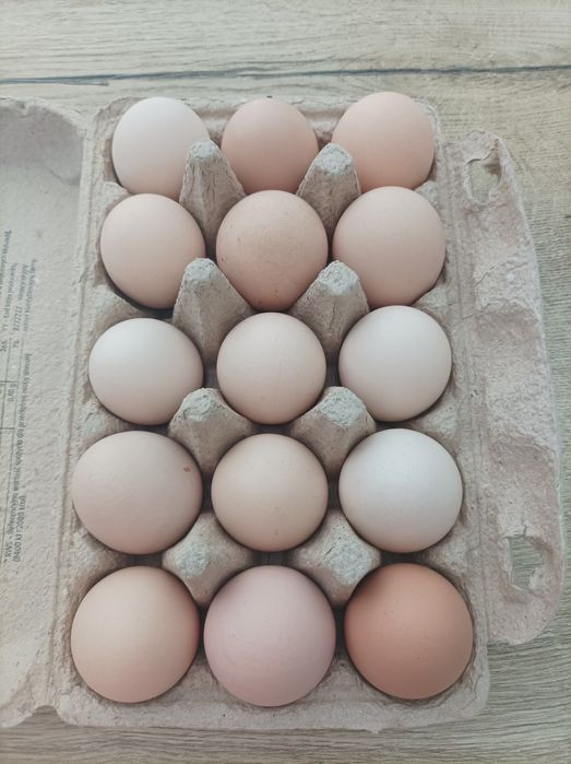 Wiejskie jajka. 1,10 zł za szt. Od ręki .